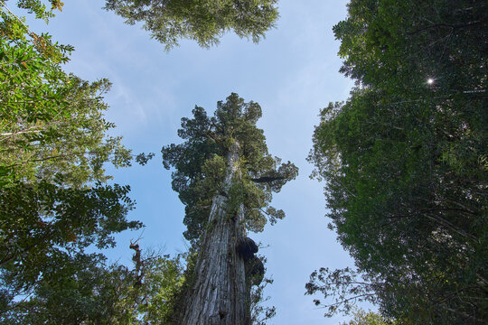 Panoramic view of millennial tree, Alerce Andino National Park, Puerto Montt, Chile