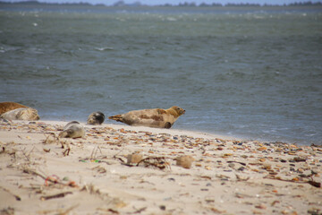 Fototapeta na wymiar Group of seals on sandy beach in Amrum, Germany