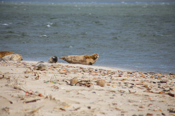 Group of seals on sandy beach in Amrum, Germany