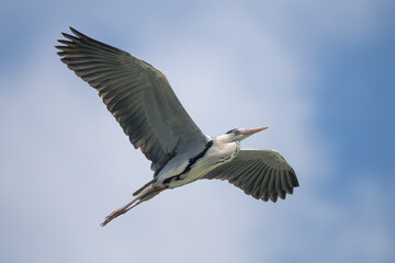 Fototapeta na wymiar Gray heron flying