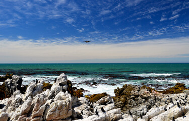 Boulders Beach, bei Simon's Stadt , Südafrika auf der Kap-Halbinsel