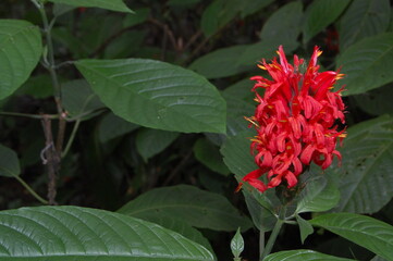 Red small flower in green leaves