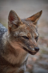 Trekking at Alerce Andino National Park, Puerto Montt, Chile.Patagonia. Zorro Chilla, wild fox.