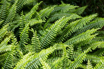Fototapeta na wymiar boston ferns leaves green background