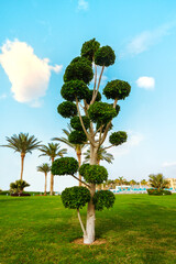 palm tree growing against the blue sky