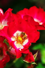 美しいバラの花粉に集まるミツバチ