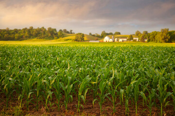 Fototapeta premium Early morning view of young corn and a farm on a rainy day
