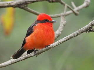 Portraits of a Scarlet flycatcher