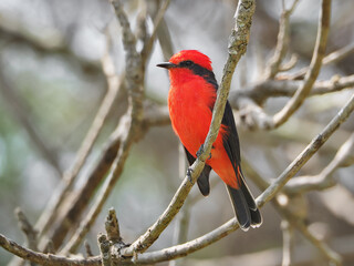 Portraits of a Scarlet flycatcher