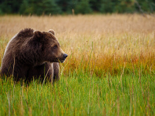 Coastal brown bear, also known as Grizzly Bear (Ursus Arctos). South Central Alaska. United States of America (USA).
