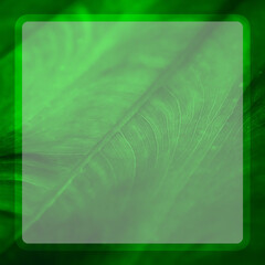 Tropical green leaf with lines along the leaf in a frame