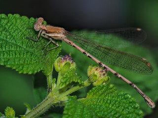 A brown dragonfly on a leaf