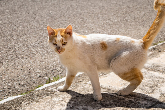 Photo of a white cat with mixed-colored face on a street