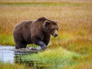 Coastal brown bear, also known as Grizzly Bear (Ursus Arctos). South Central Alaska. United States...