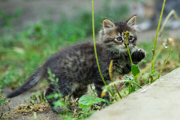 cat in the grass