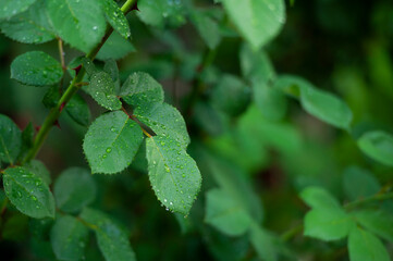 Green leaf after rain background.