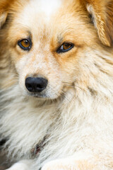 Dog portrait, close up background.