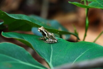 Sapo, Folha, pequeno, natureza, fauna, verde