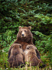 Naklejka na ściany i meble Coastal brown bear, also known as Grizzly Bear (Ursus Arctos) feeding (nursing or suckling) er cubs. South Central Alaska. United States of America (USA).
