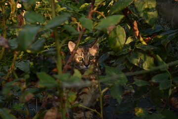 Curious Cat inside the Undergrowth.