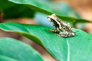 Sapo, Folha, pequeno, natureza, fauna, verde