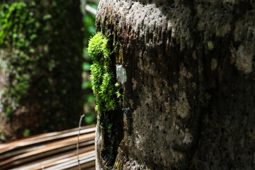 Briofita, Natureza, Macro