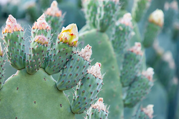 Prickly Pear Flowers in Israel