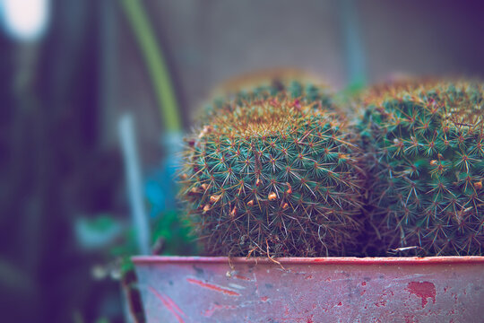 Cactus 