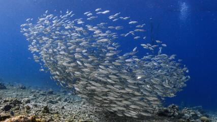 Bait ball / school of fish in turquoise water of coral reef  in Caribbean Sea / Curacao
