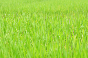 Fresh spring rice field green background. Green nature background. Sapling green rice in Thailand.
