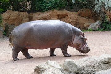 Hippo out of water , heavy guy, side view of a walking Hippopotamus, a big thing, being overweight