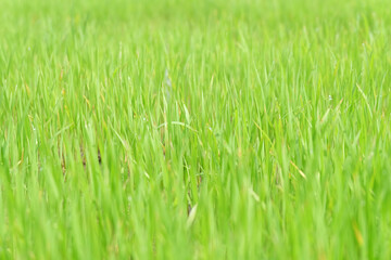 Fototapeta na wymiar Fresh spring rice field green background. Green nature background. Sapling green rice in Thailand.