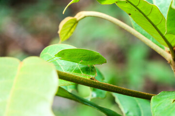Bicho folha, natureza, macro, verde, beleza  