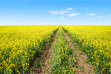 idyllic rural landscape with road and field of yellow flowers