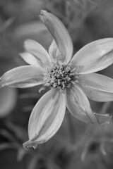Fototapeta premium fleur