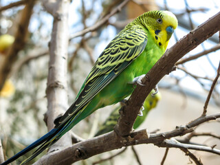 Yellow and green parrot