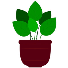 Green plant with big leaves in a flower pot with a horizontal lines pattern