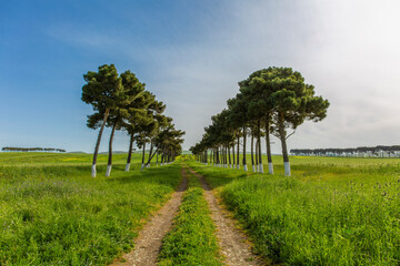 Fototapety na wymiar - Fototapeta24.pl