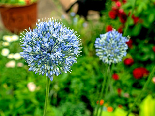 blooming blue decorative onion plant with the Latin name Allium caeruleum, macro - obrazy, fototapety, plakaty