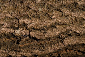 Natural wooden texture photographs taken from Assam forest land. Original images should be used in fabric and paint design.