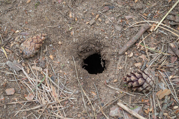 A small black burrow in the gray forest soil made by some wild animal, around you can see needles...