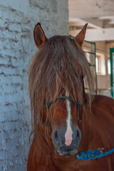 A horse stands in a stall in the stable. Photographed close-up.