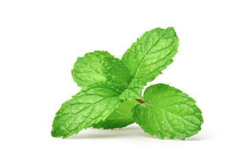 Obraz na płótnie Canvas Green fresh Mint leaf isolated on white background.