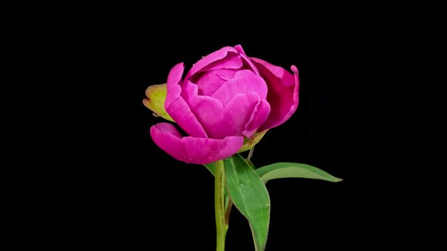 Macro time lapse opening peony flower, isolated on pure black background