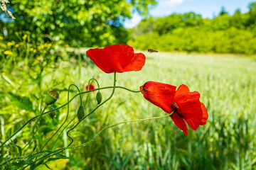 Fototapeta premium coquelicots dans le pré 2