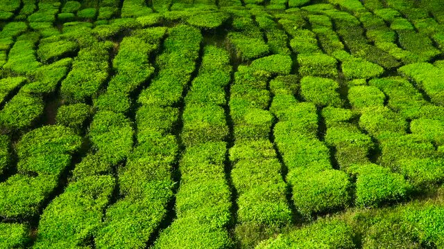 Beautiful view at green tea plantation at sunset in Cameron Highlands in Malaysia