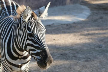 zebra in zoo