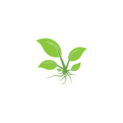 Leaf Logo Template vector symbol