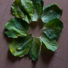 green leaves on a red background