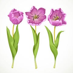 Vector purple tulips isolated on a white background